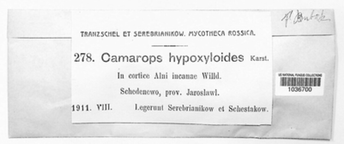 Camarops hypoxyloides image